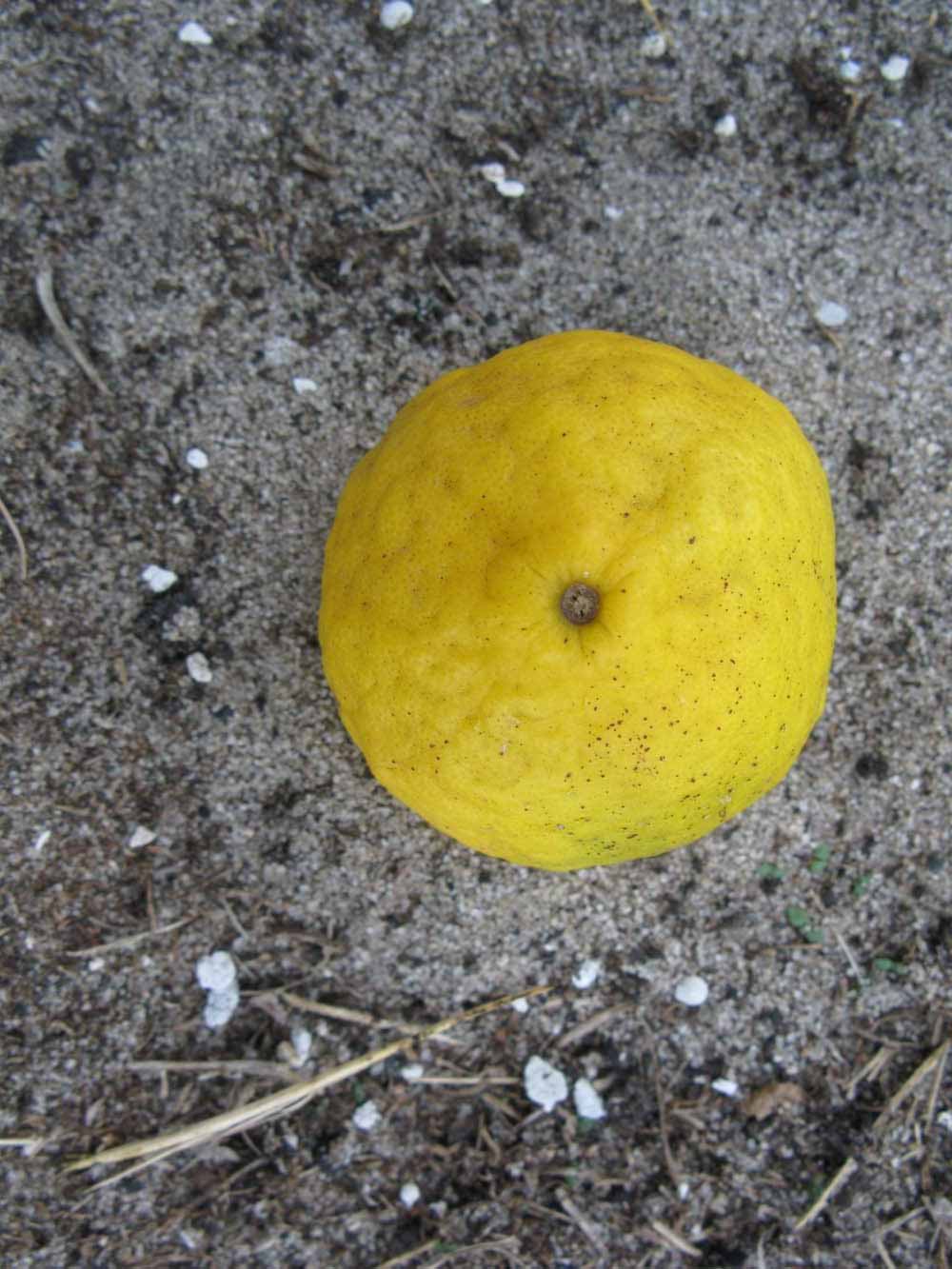              Fruit (Kaffir, Winter Haven, FL)       